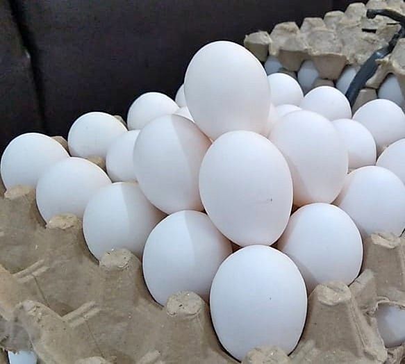 Medium Eggs