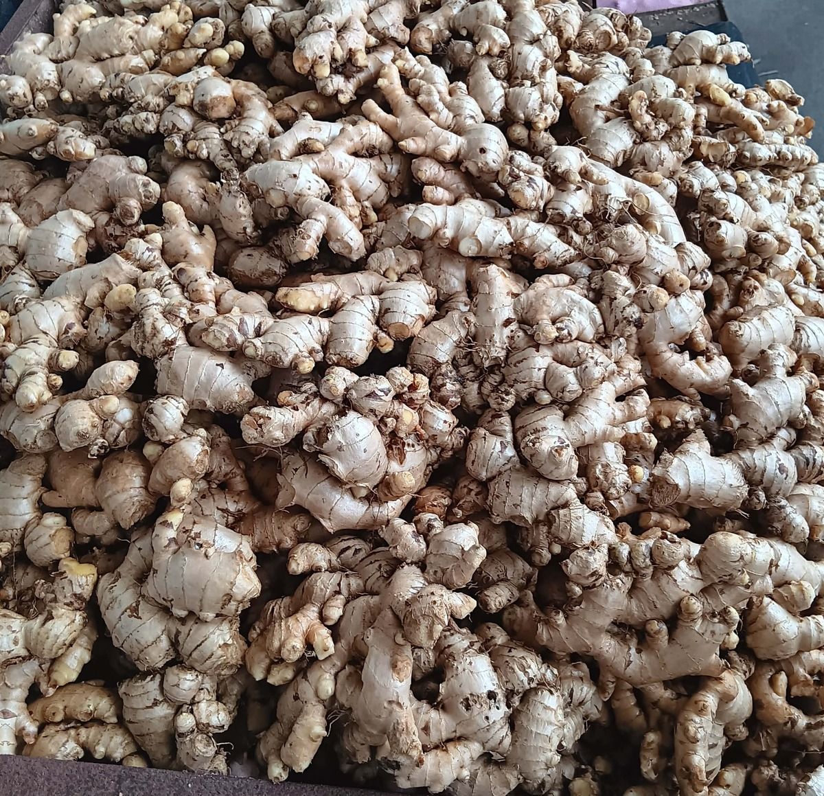 Ginger (Luya)