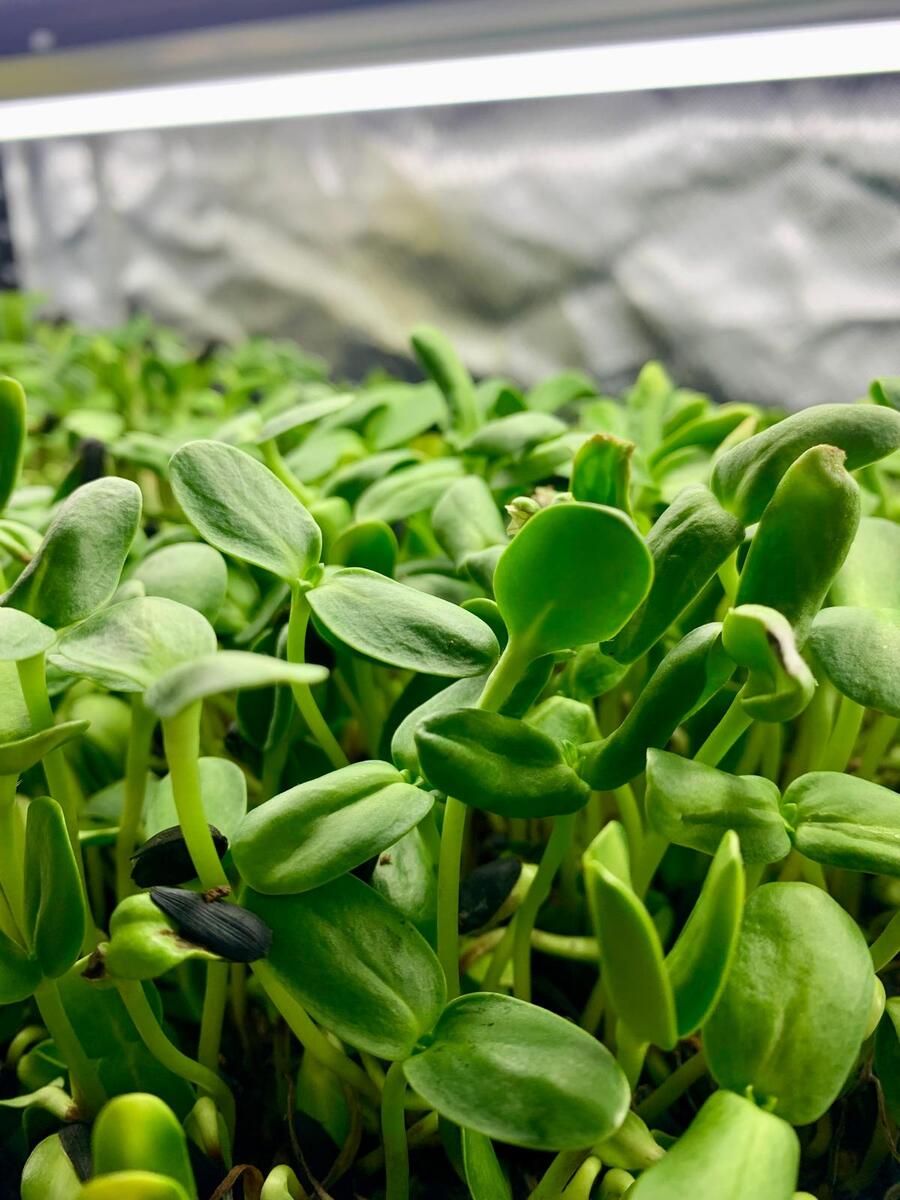 Sunflower microgreens