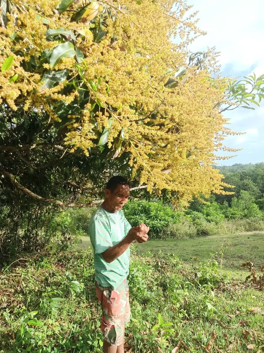 Habitat Mangoes