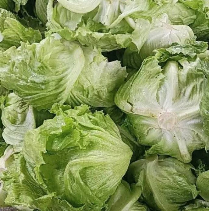 Fresh lettuce