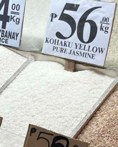 Kohaku yellow pure jasmine