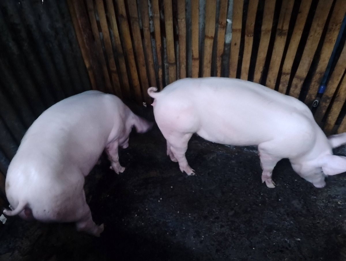 Pigs for lechon