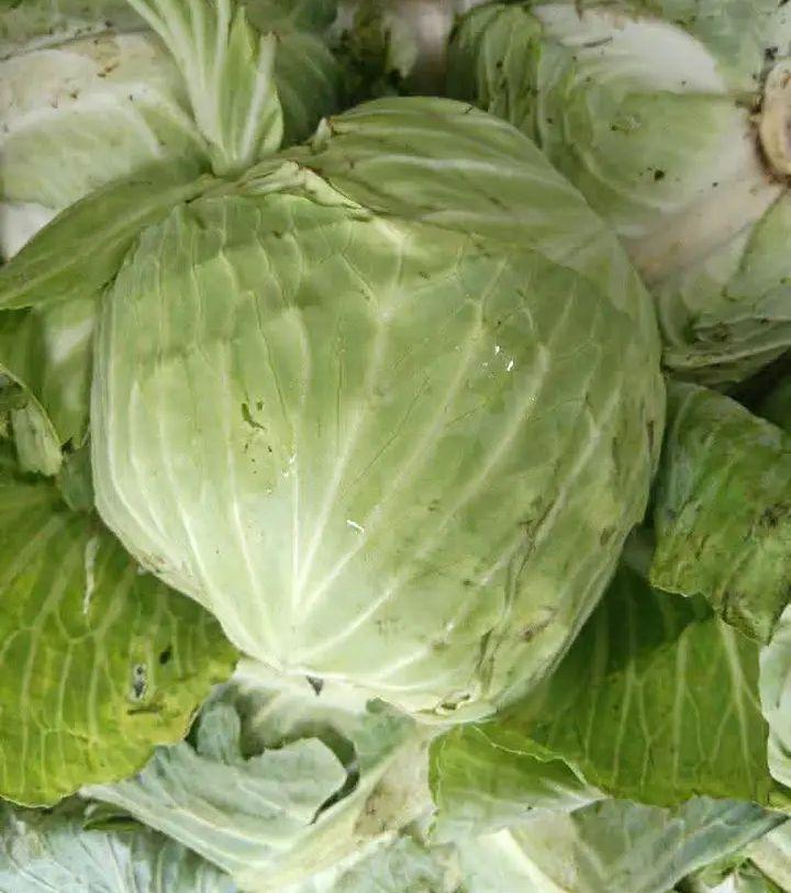 Cabbage