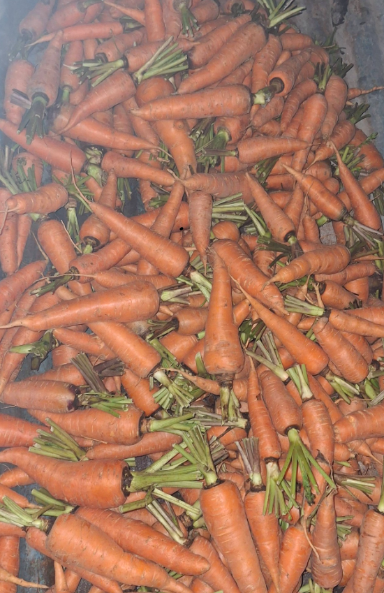 Carrots