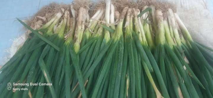 Spring Onions