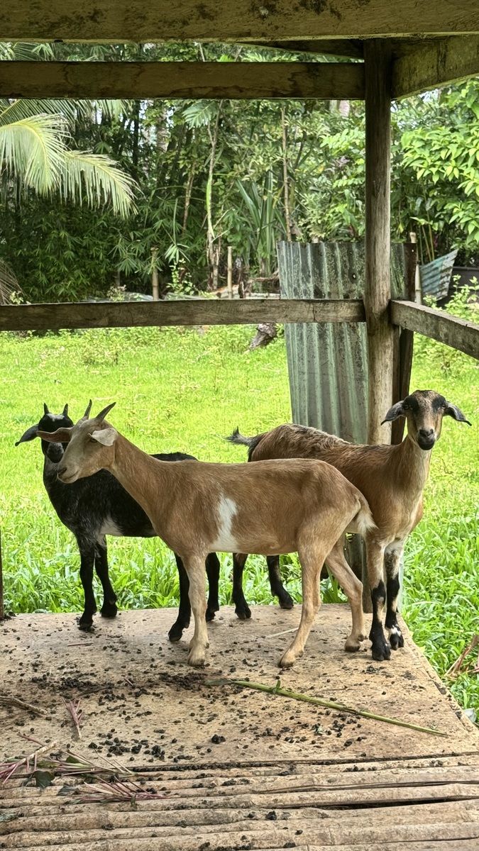 Female goats
