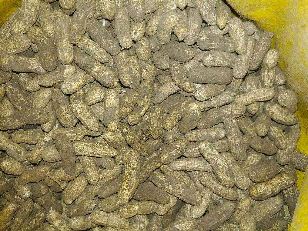 Newly and Fresh Peanut