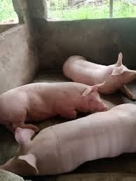 Healthy Pigs for Sale - Just Vaccinated | Cebu