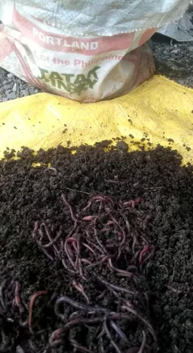 Vermicast