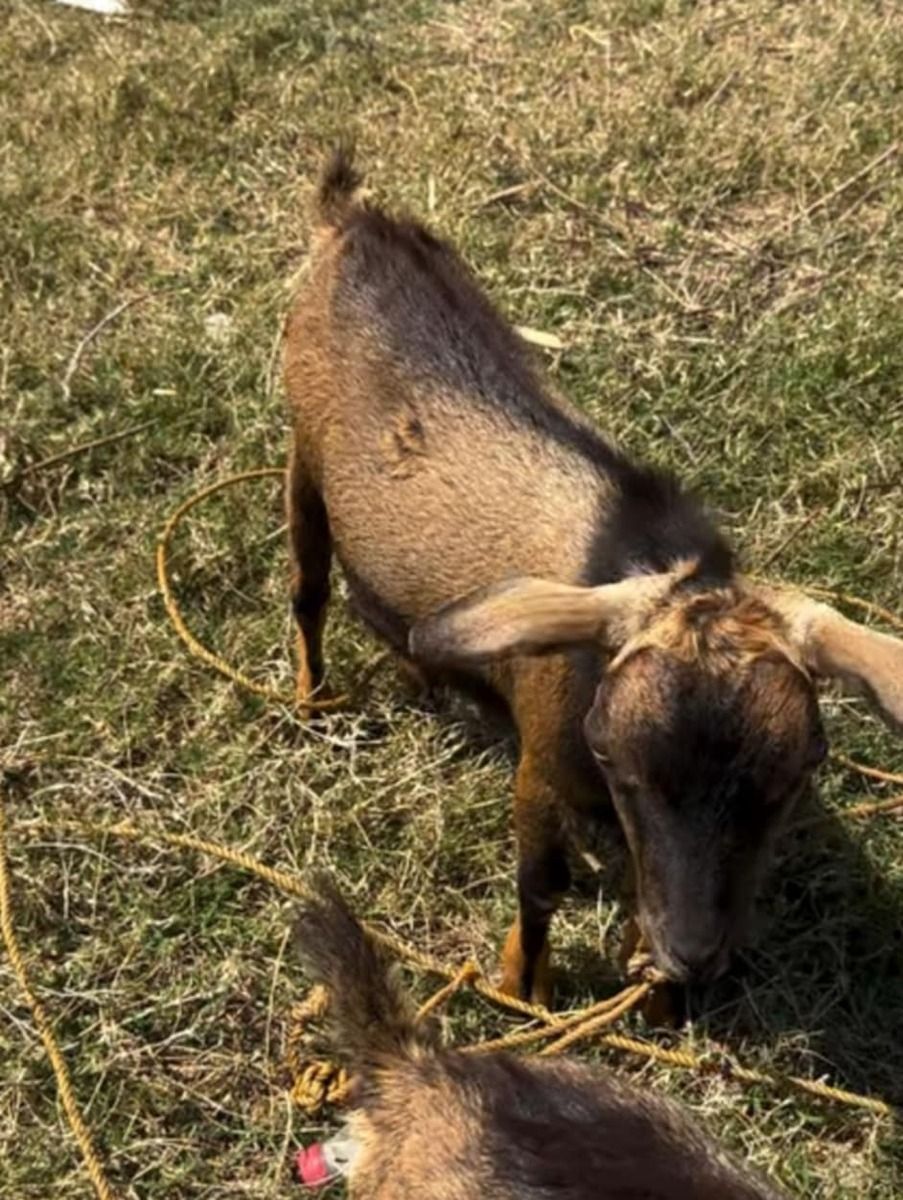 Goat