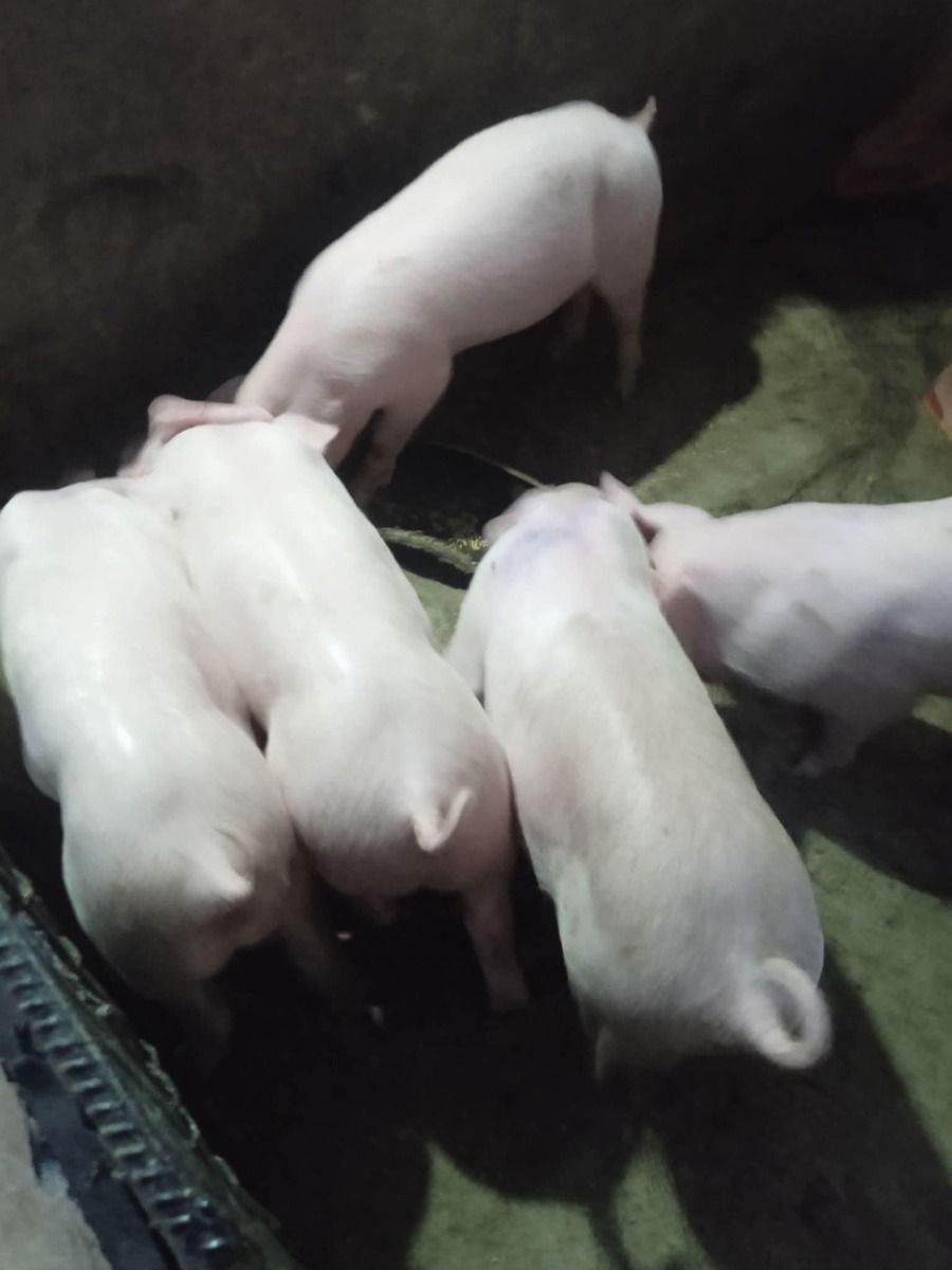 Pigs