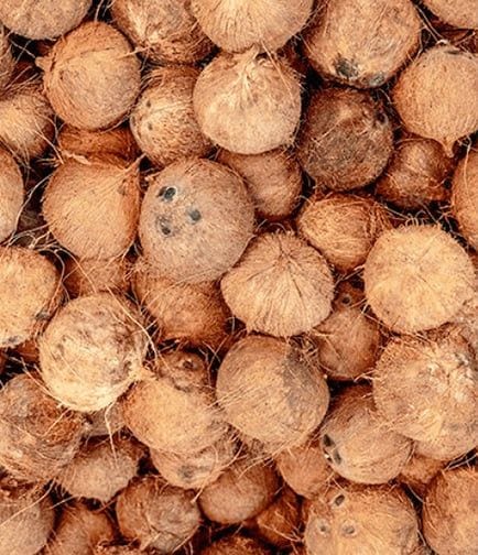 Mature Coconut (Niyog) - Ready for Cooking