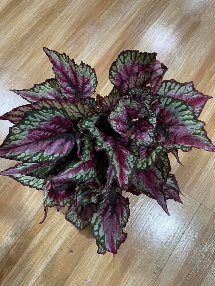 Plants Begonia