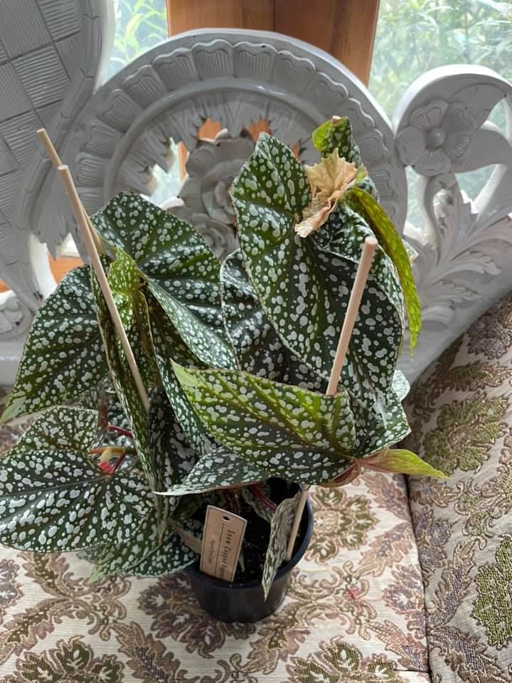 Begonia for sale