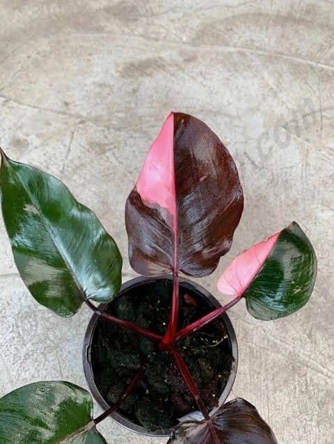 Philodendron Pink Princess.