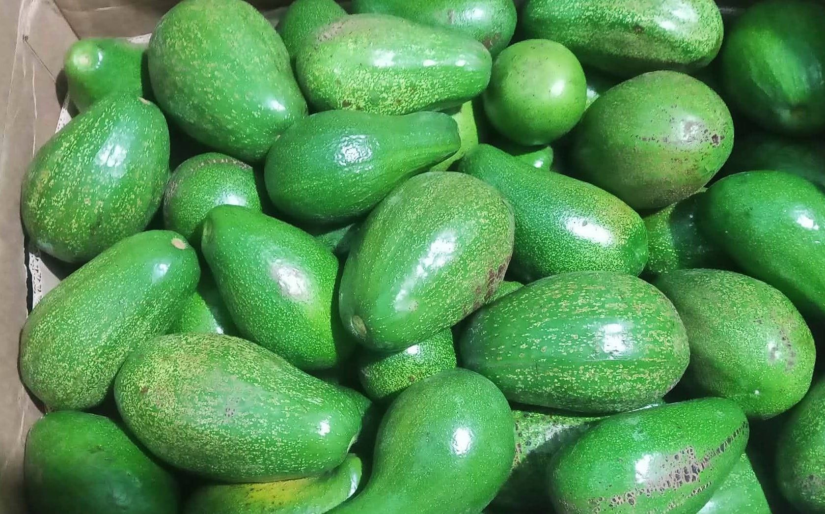 Premium Avocado