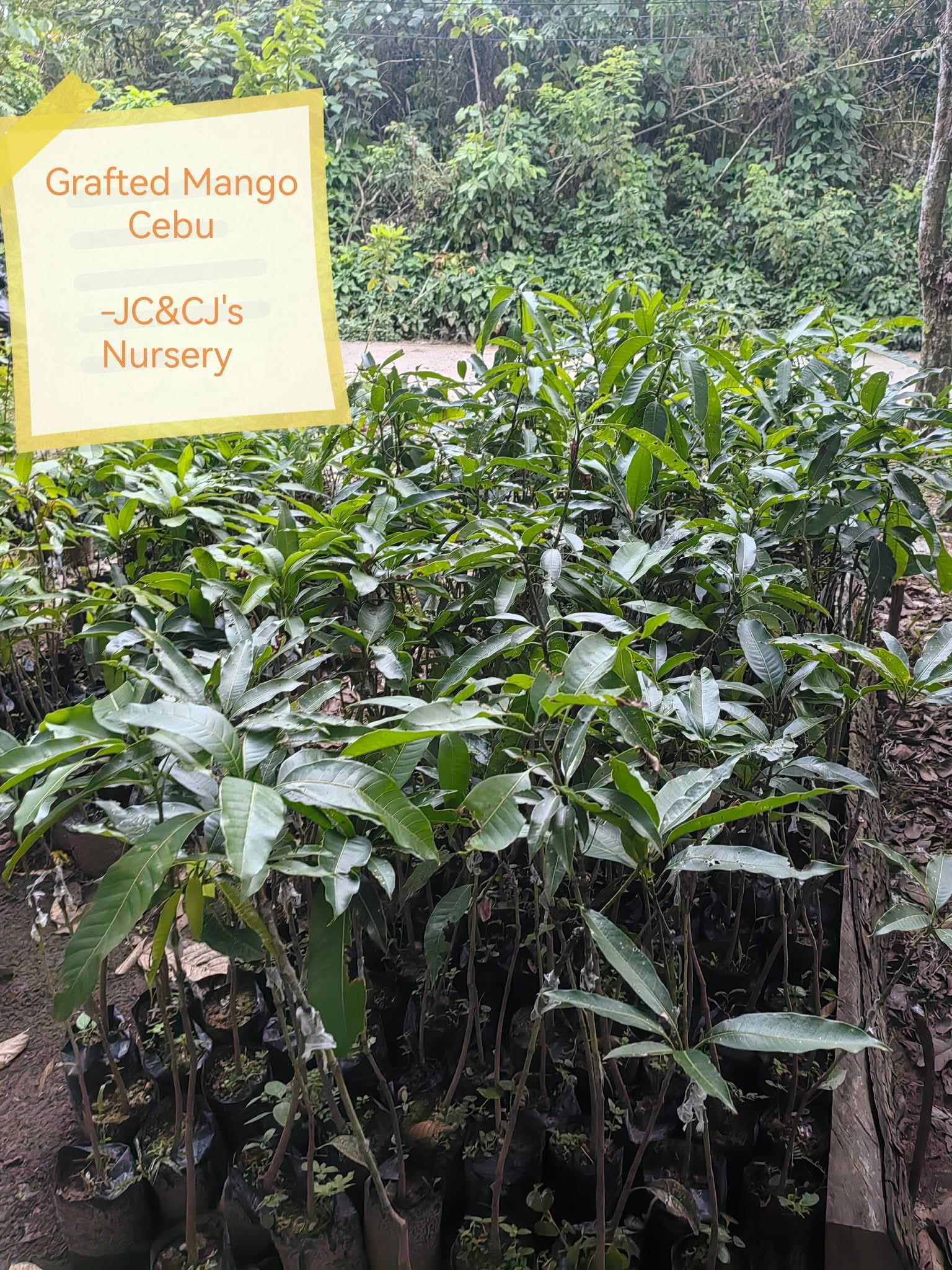 Grafted Mangoes