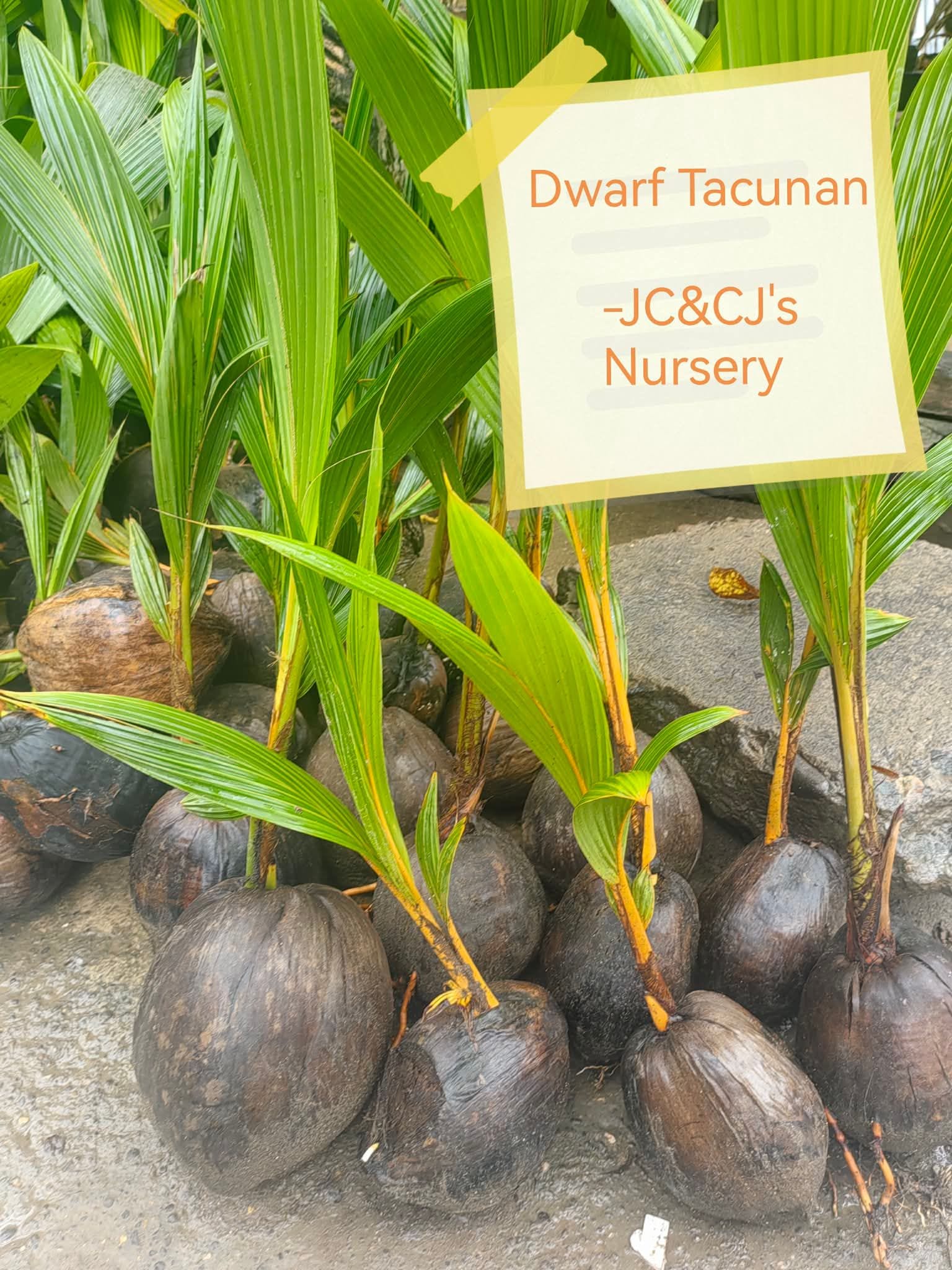 Dwarf Coconut Tacunan and Native Coconut