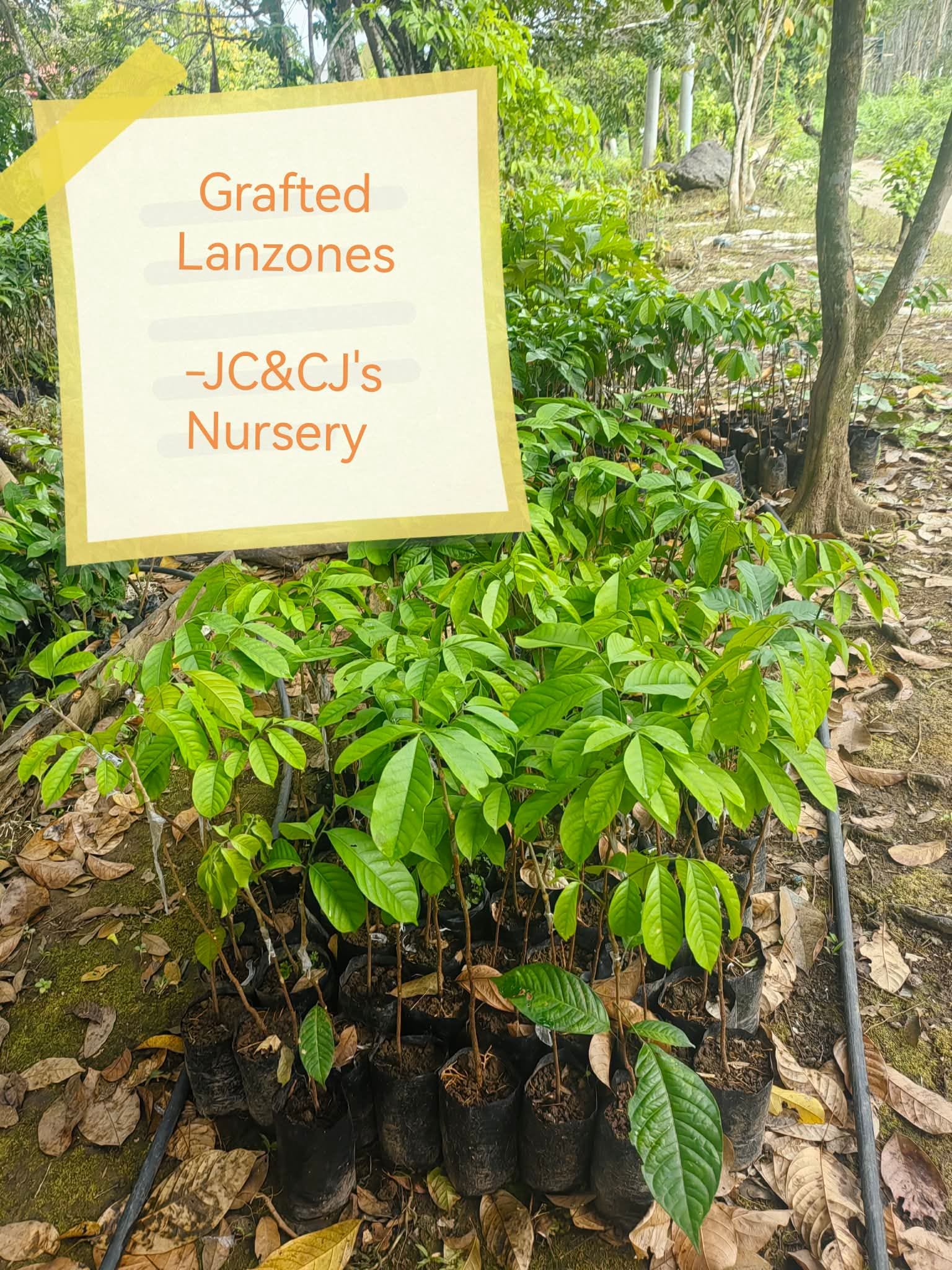 Grafted Lanzones