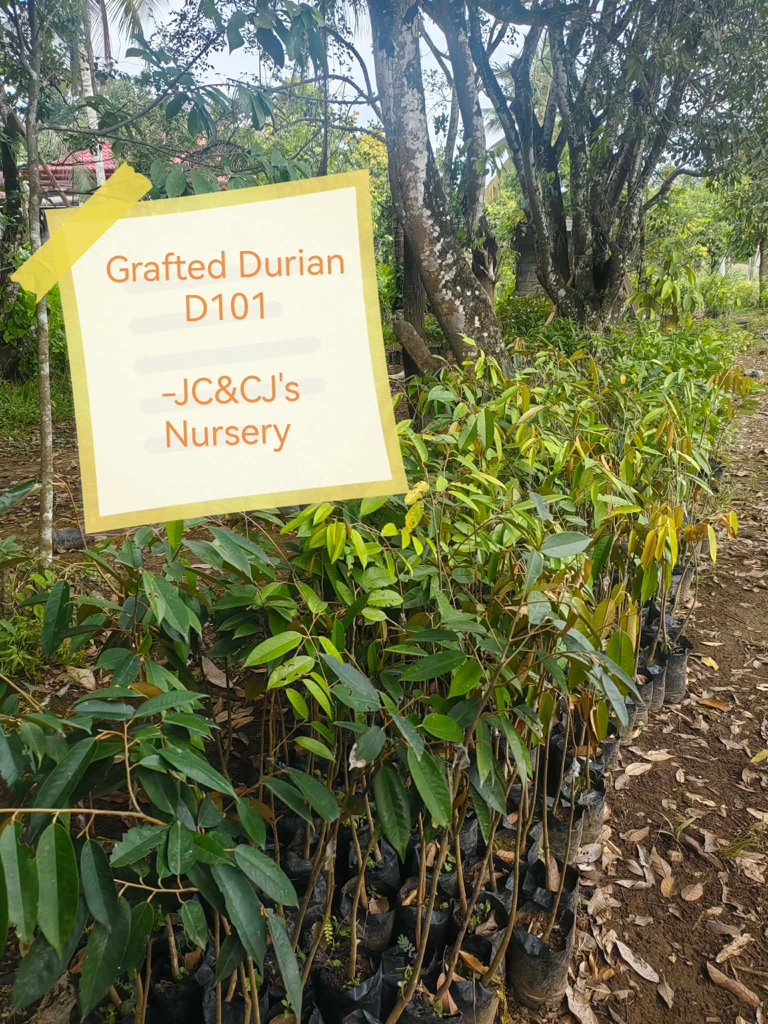 Grafted Durian