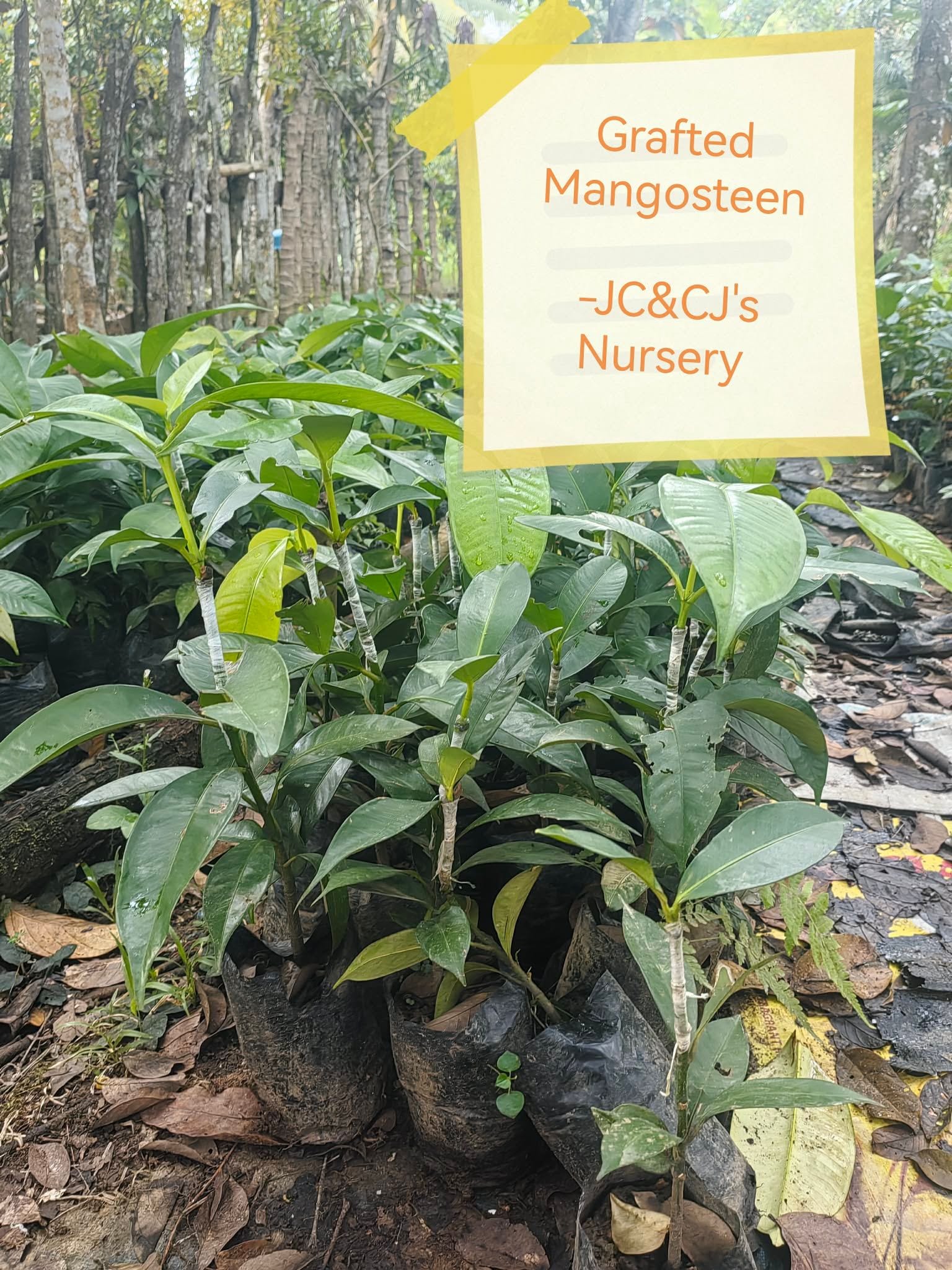 Grafted Mangosteen