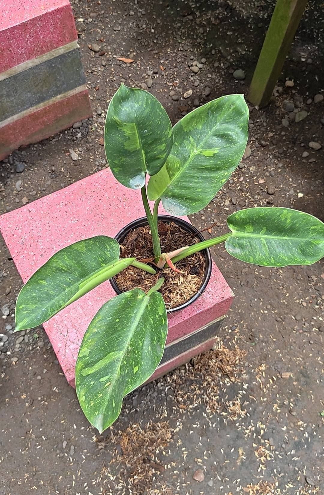 Marble Congo