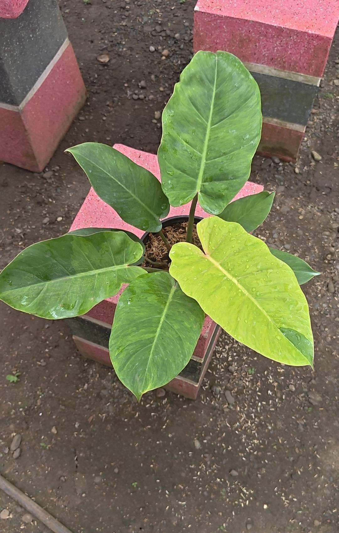 Egg yolk plants