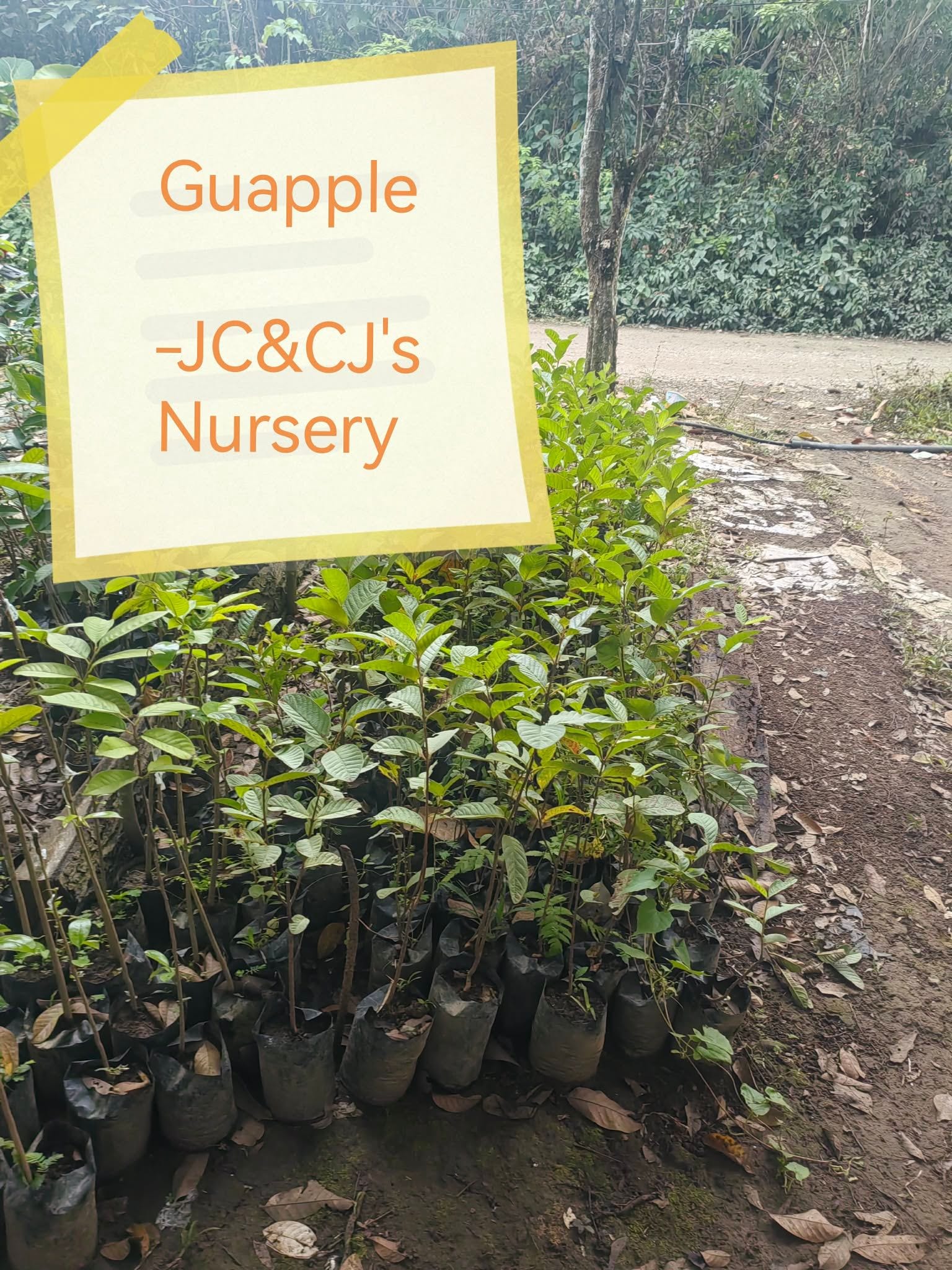 Guapple