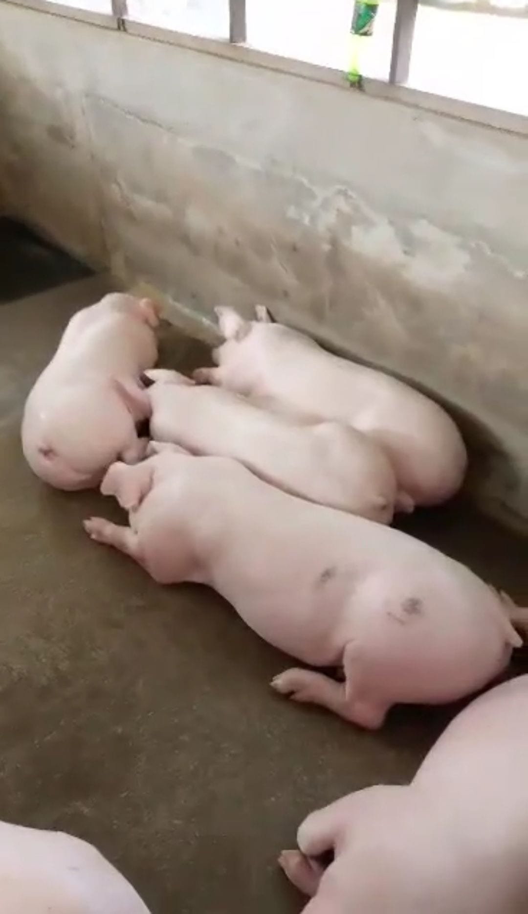 Quality Pigs Fattener for Sale