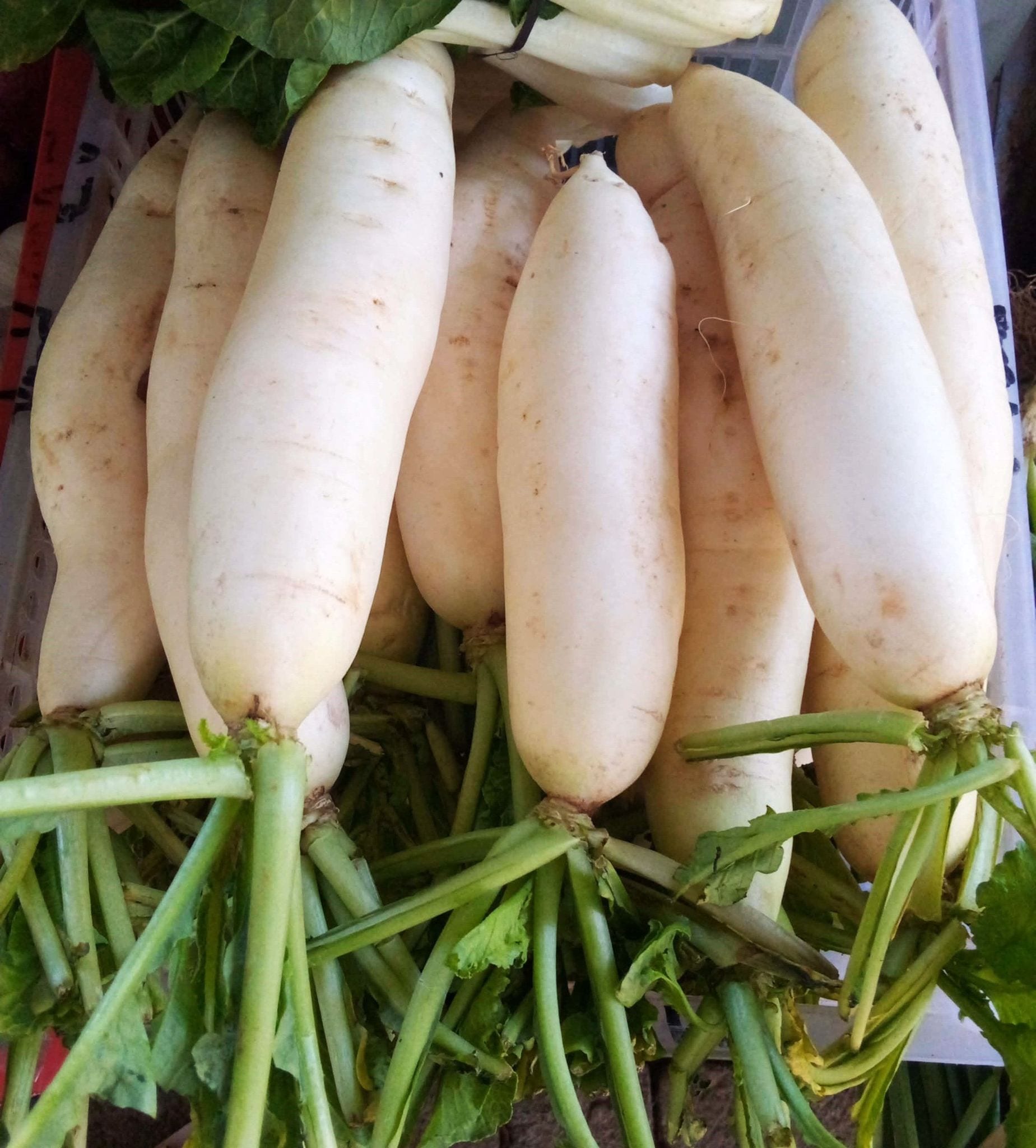 Fresh Radish