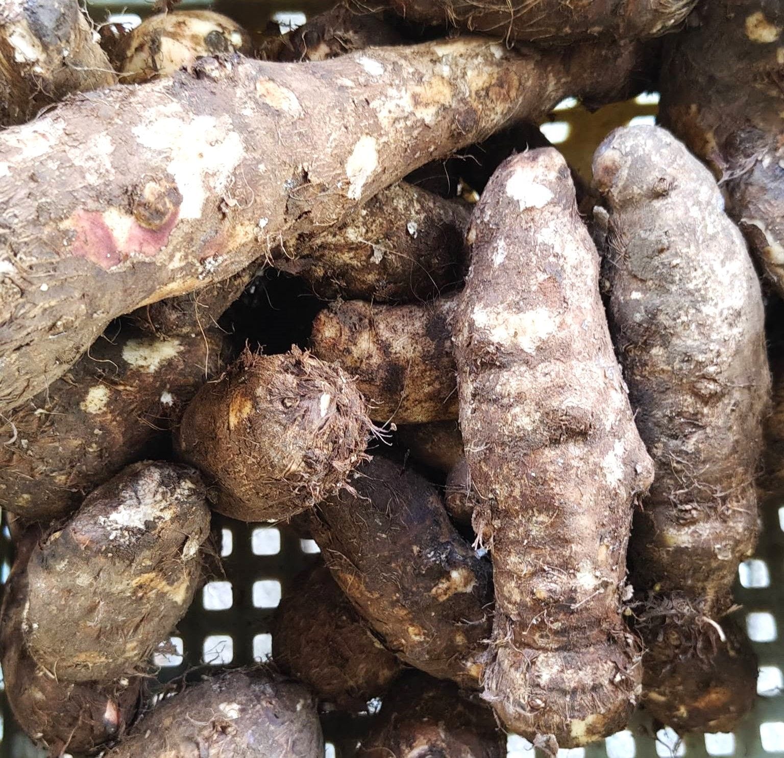 Lutya / Taro