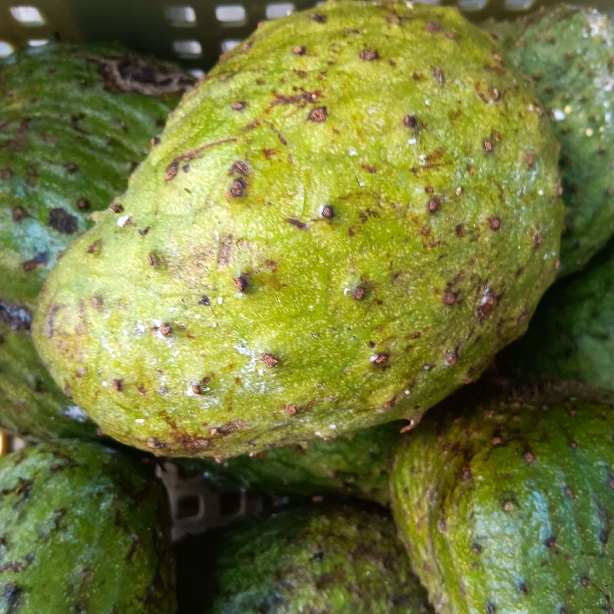 Guyabano