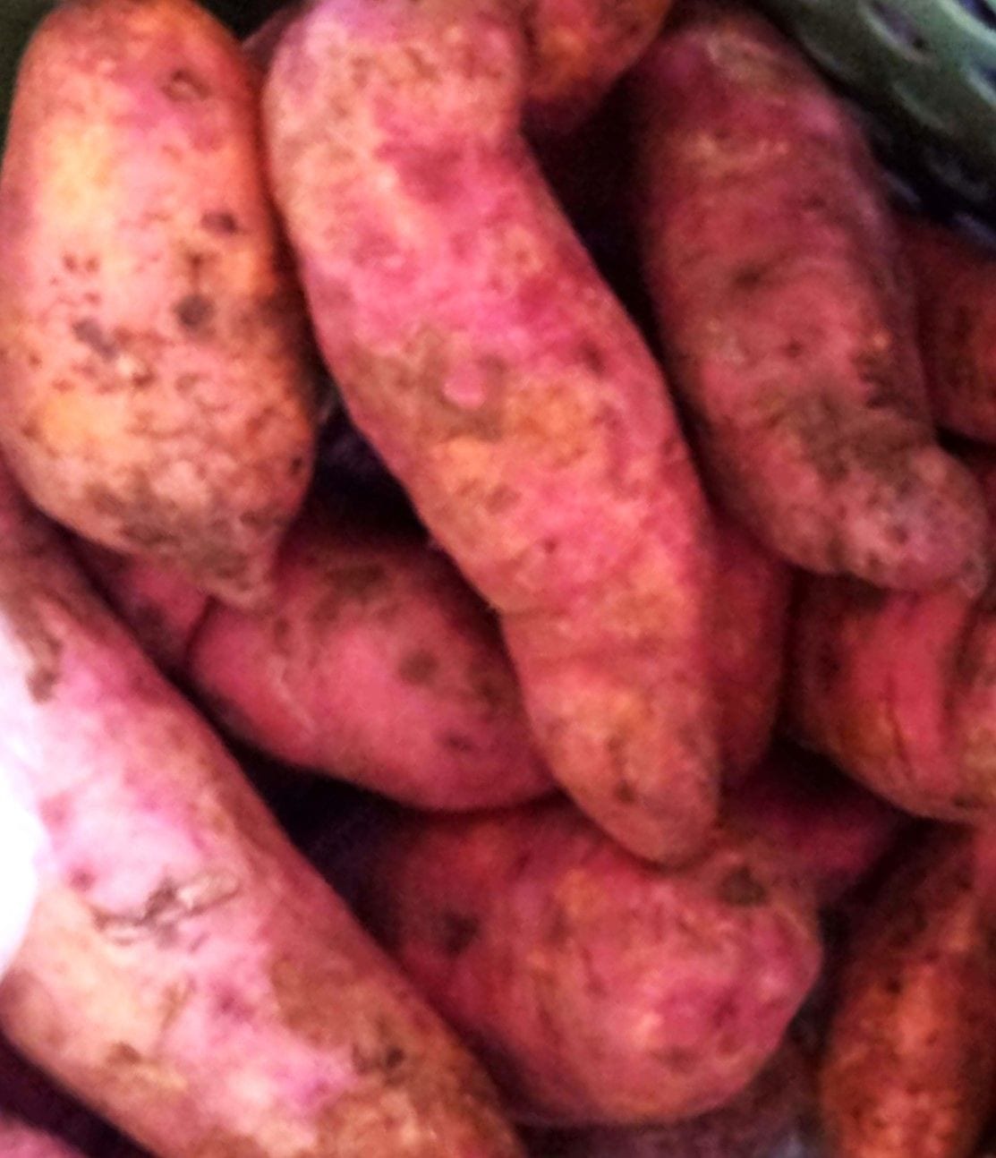 Sweet Potato - Camote