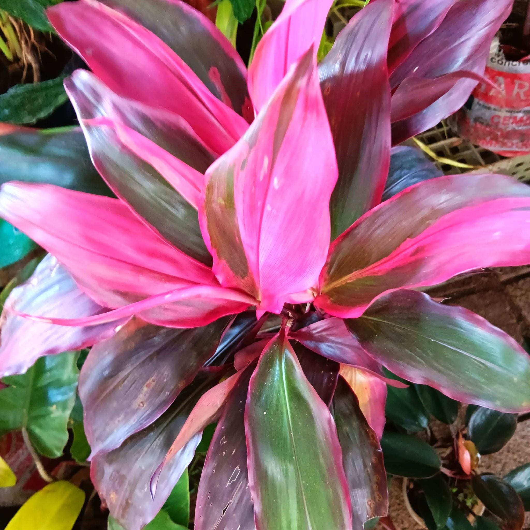 Ti Plant
