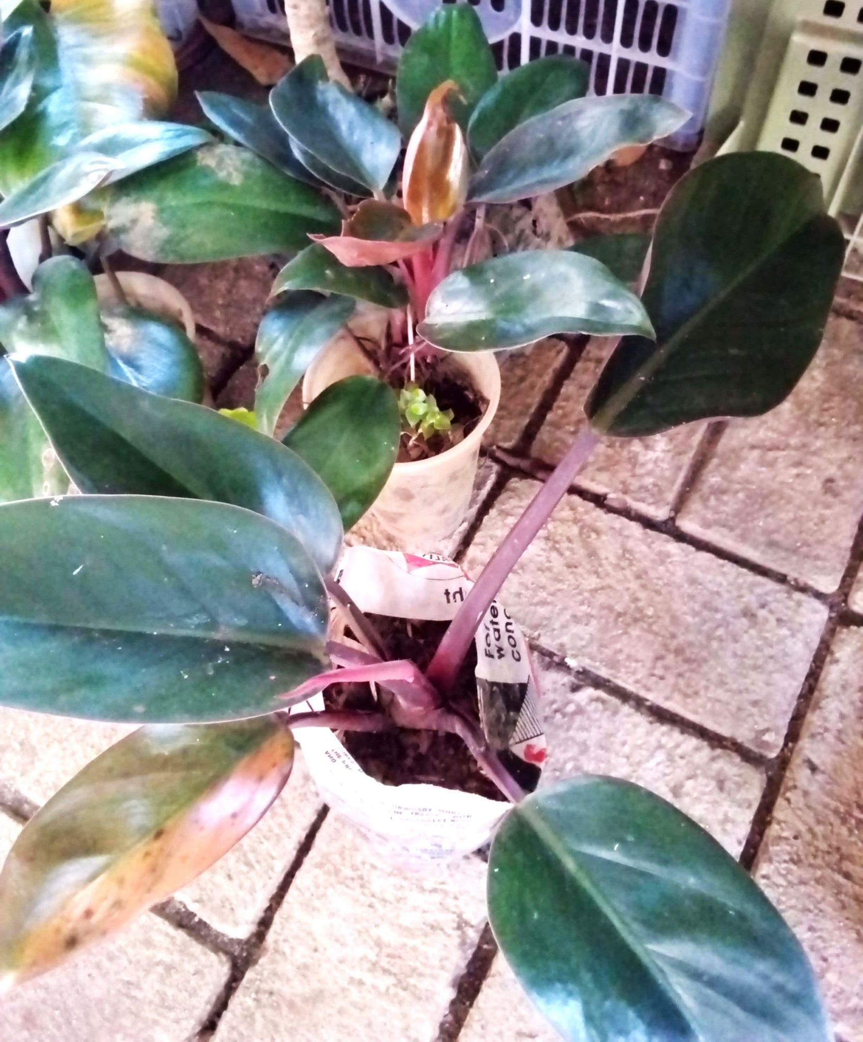 Philodendron 'Red Congo'