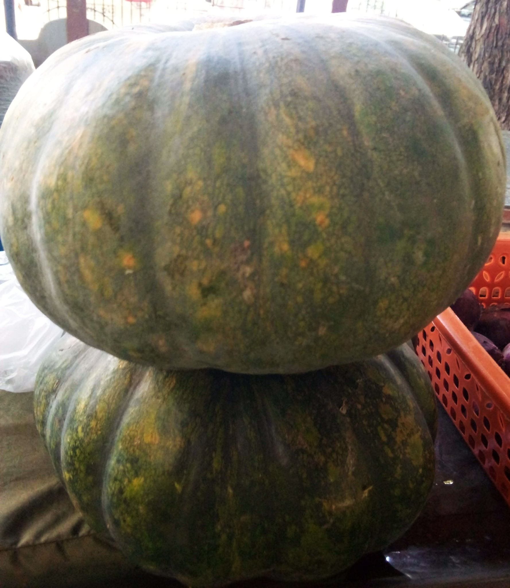 Plaridel Fresh Squash / Kalabasa