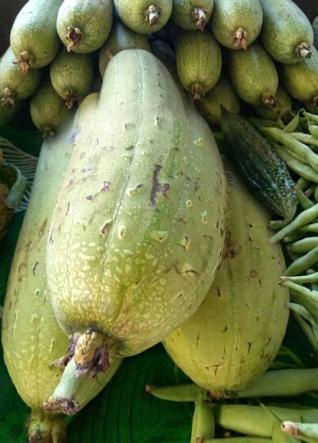 Sikwa/Patola (Luffa)