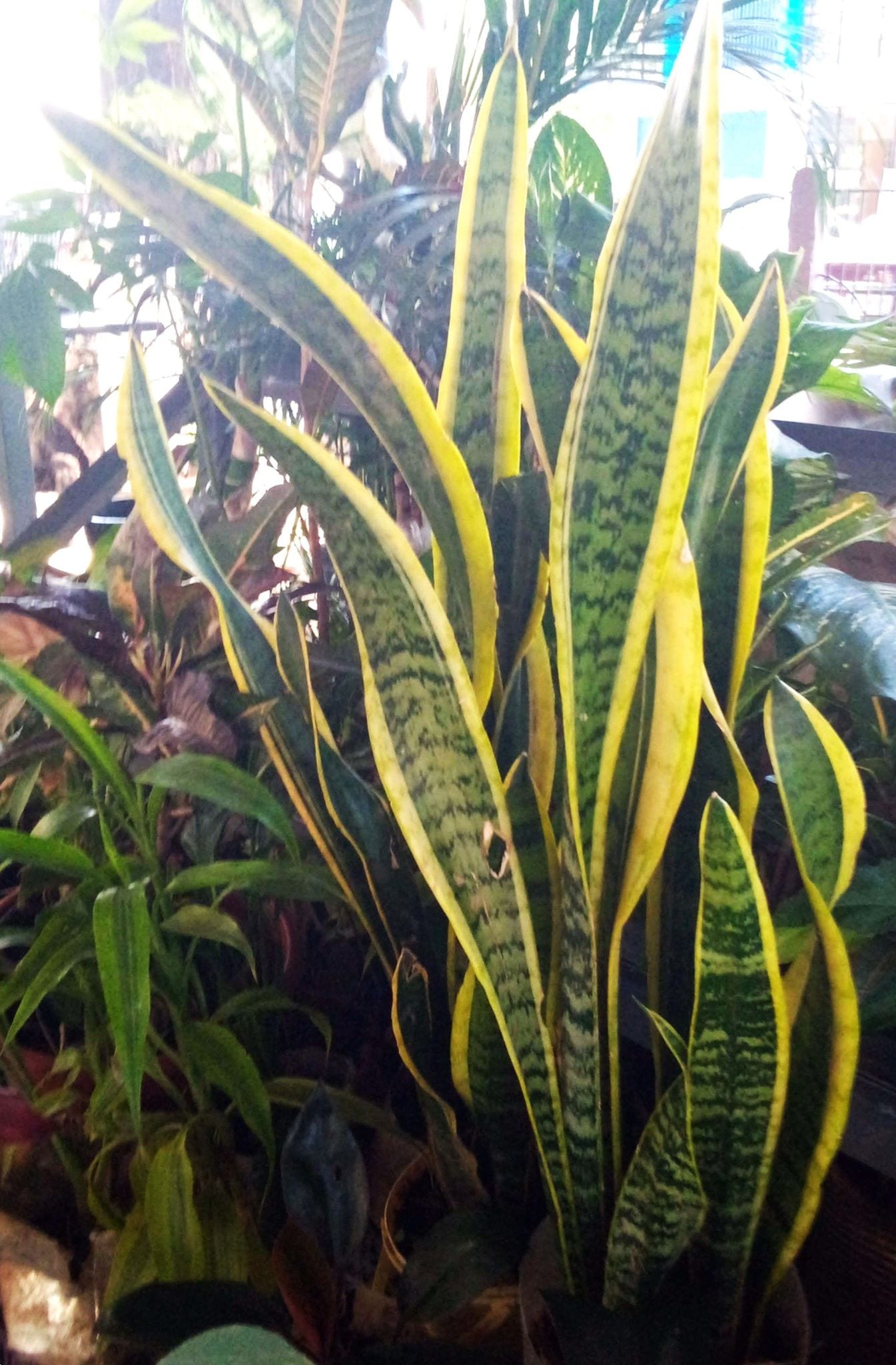 Snake Plant