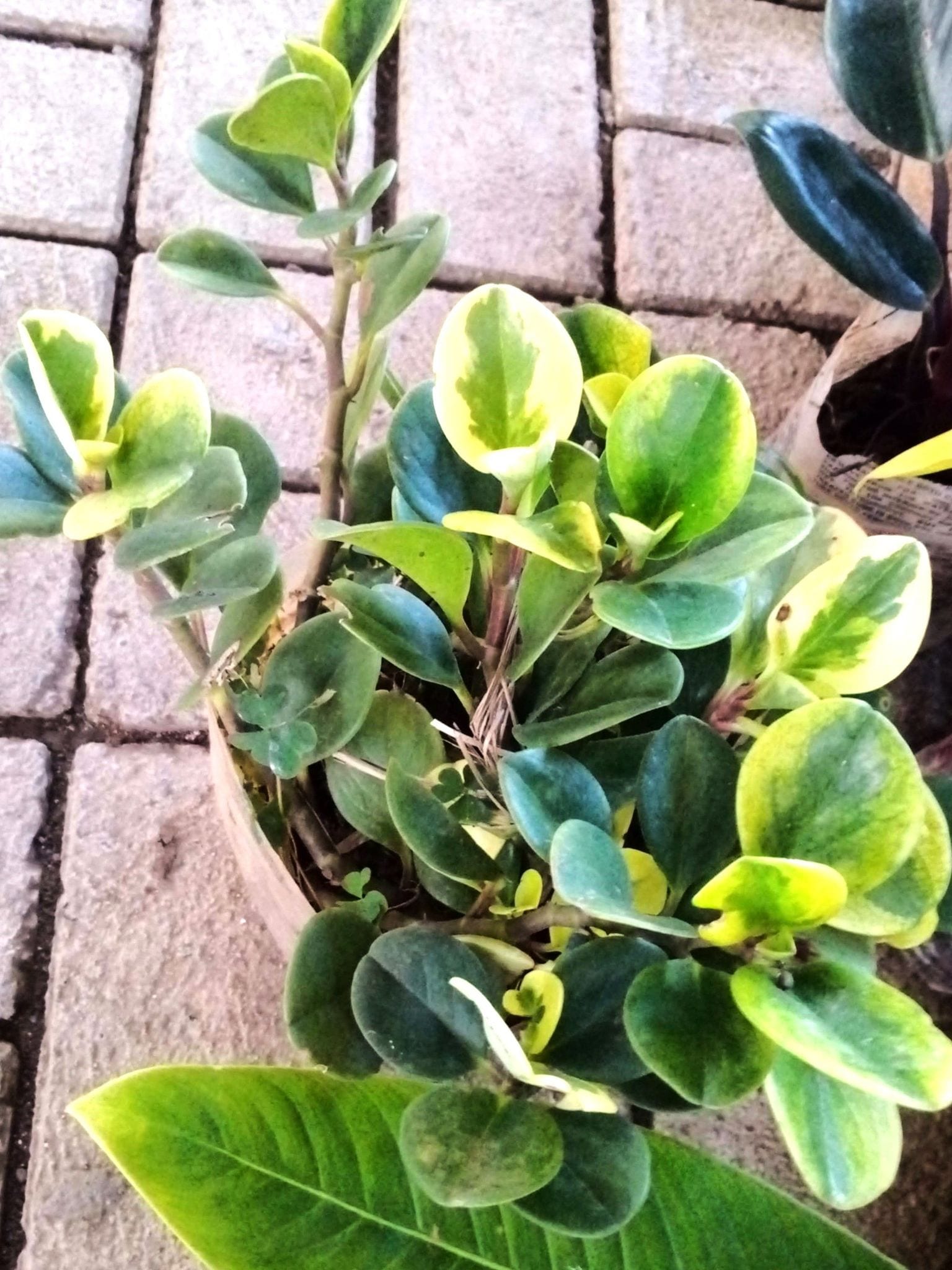 Rubber Plant