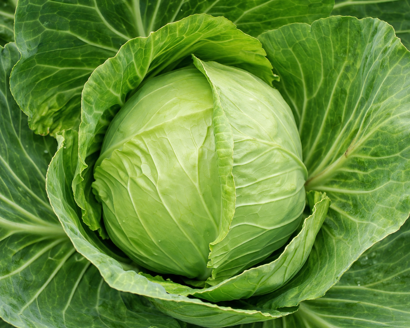 Cabbage
