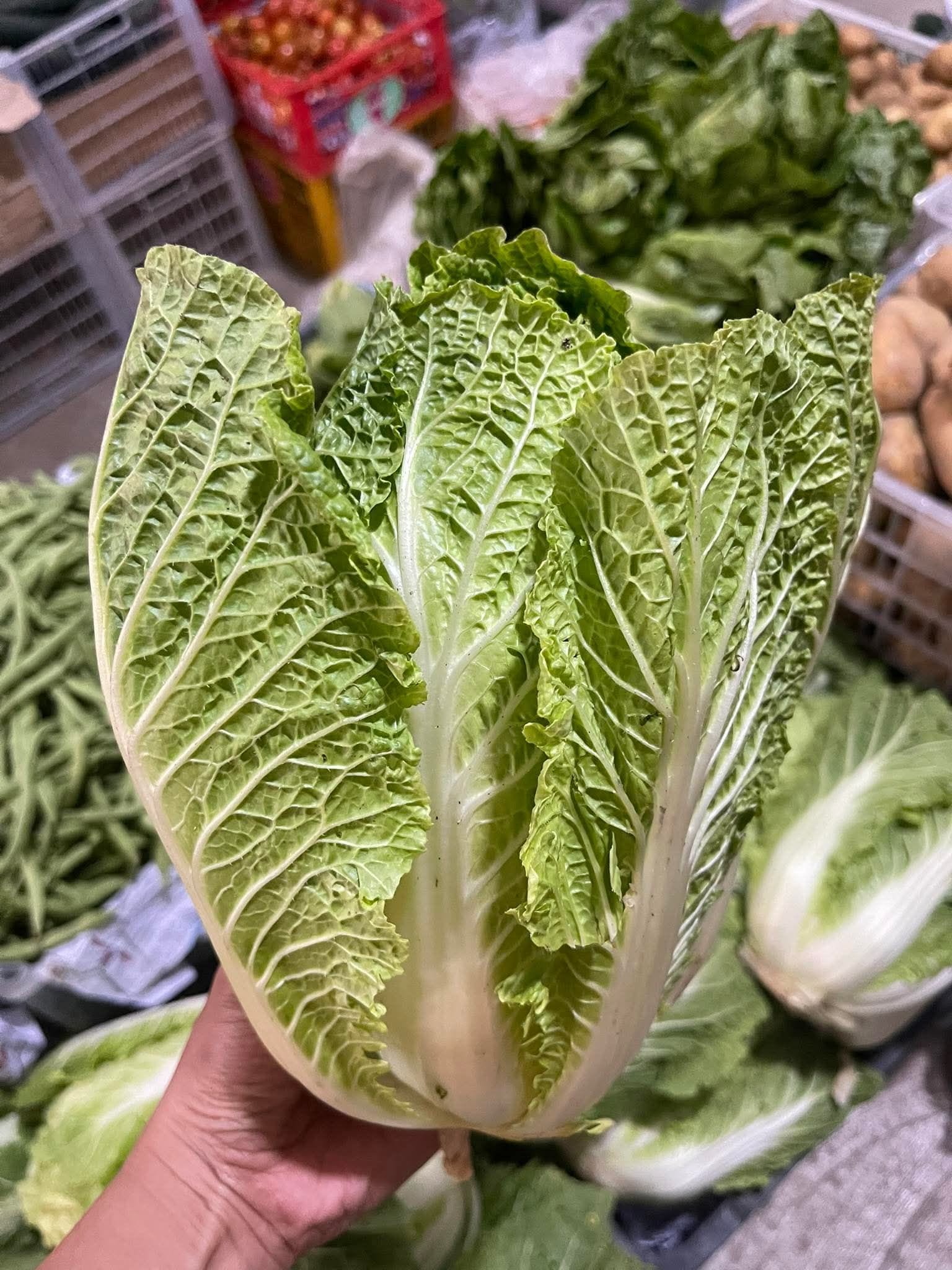 Chinese Cabbage 
