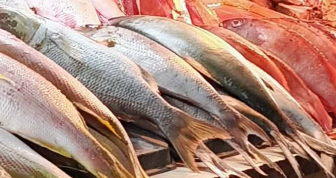Bangus/Milk Fish