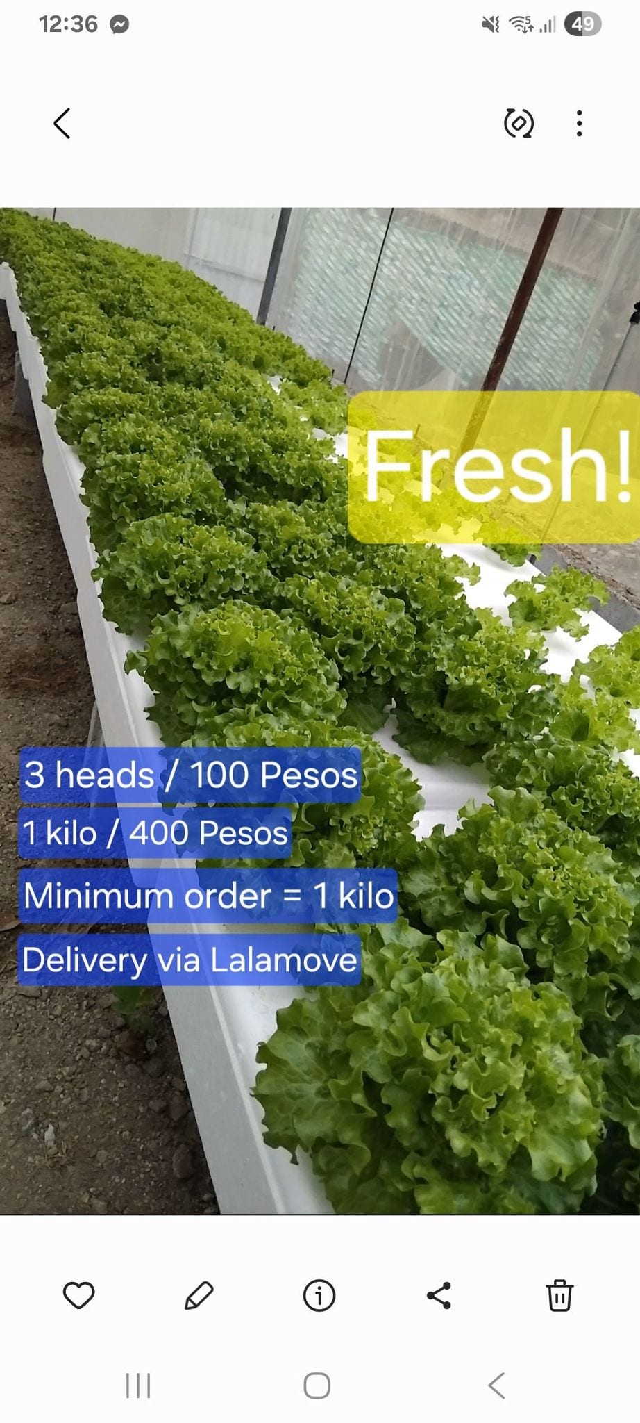 Fresh Lettuce