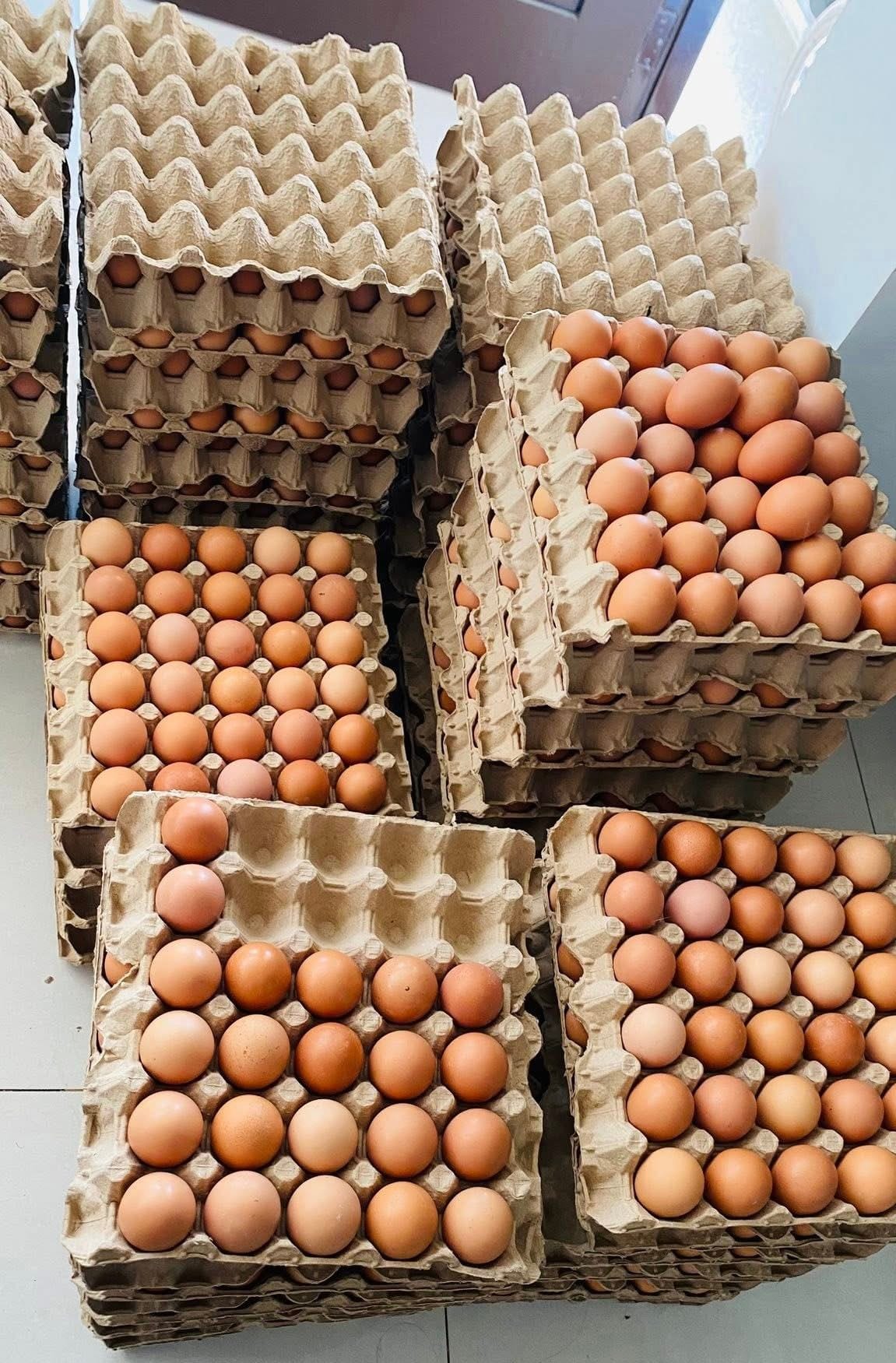 Cage-Free Brown Eggs