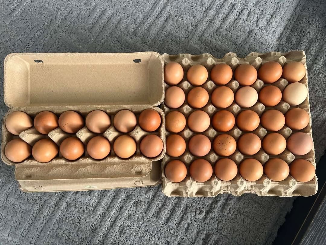 Cage-Free Brown Eggs