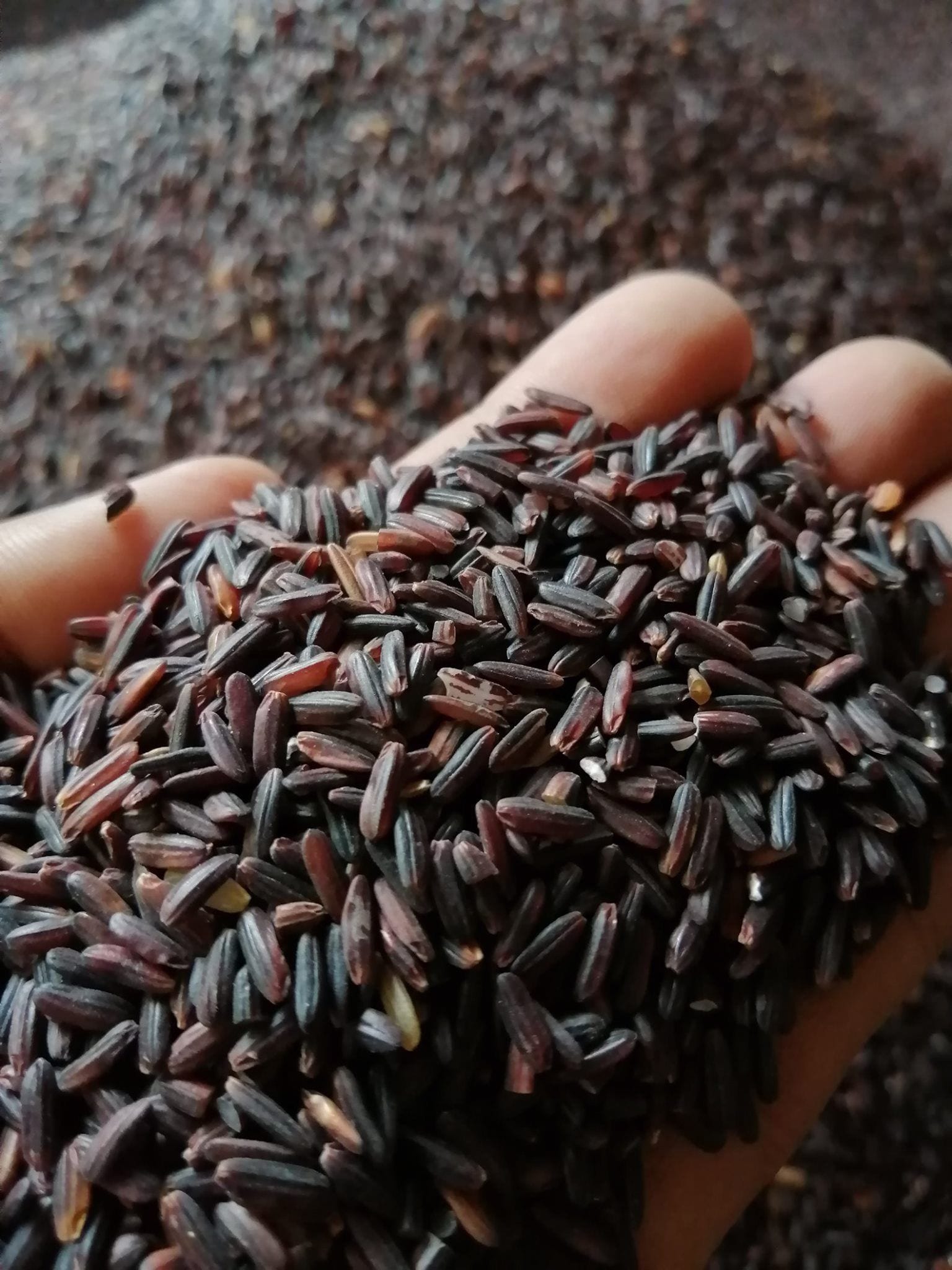 Black Rice Unpolish