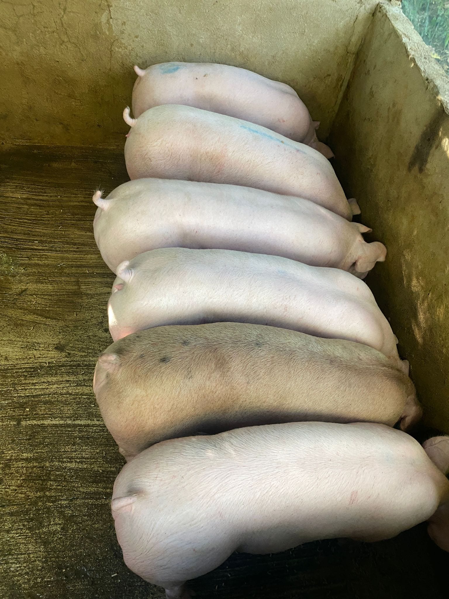 Im selling my fattening pigs