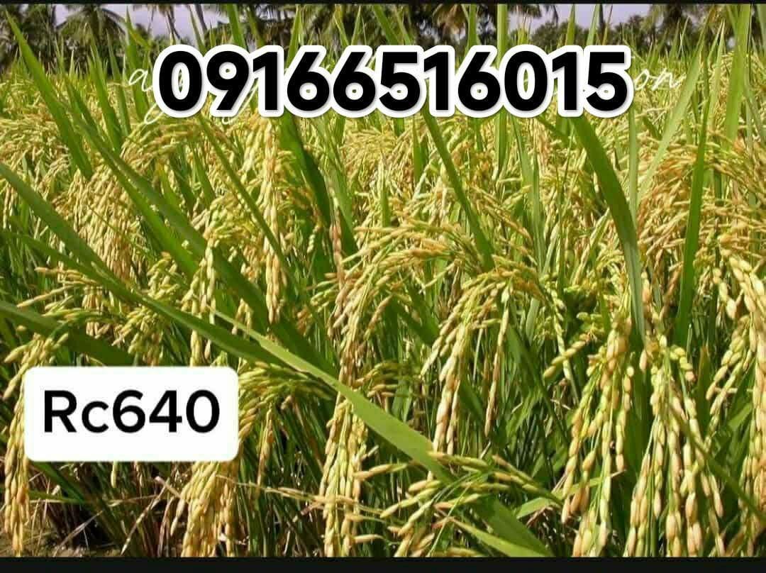 Rc640 rice grains