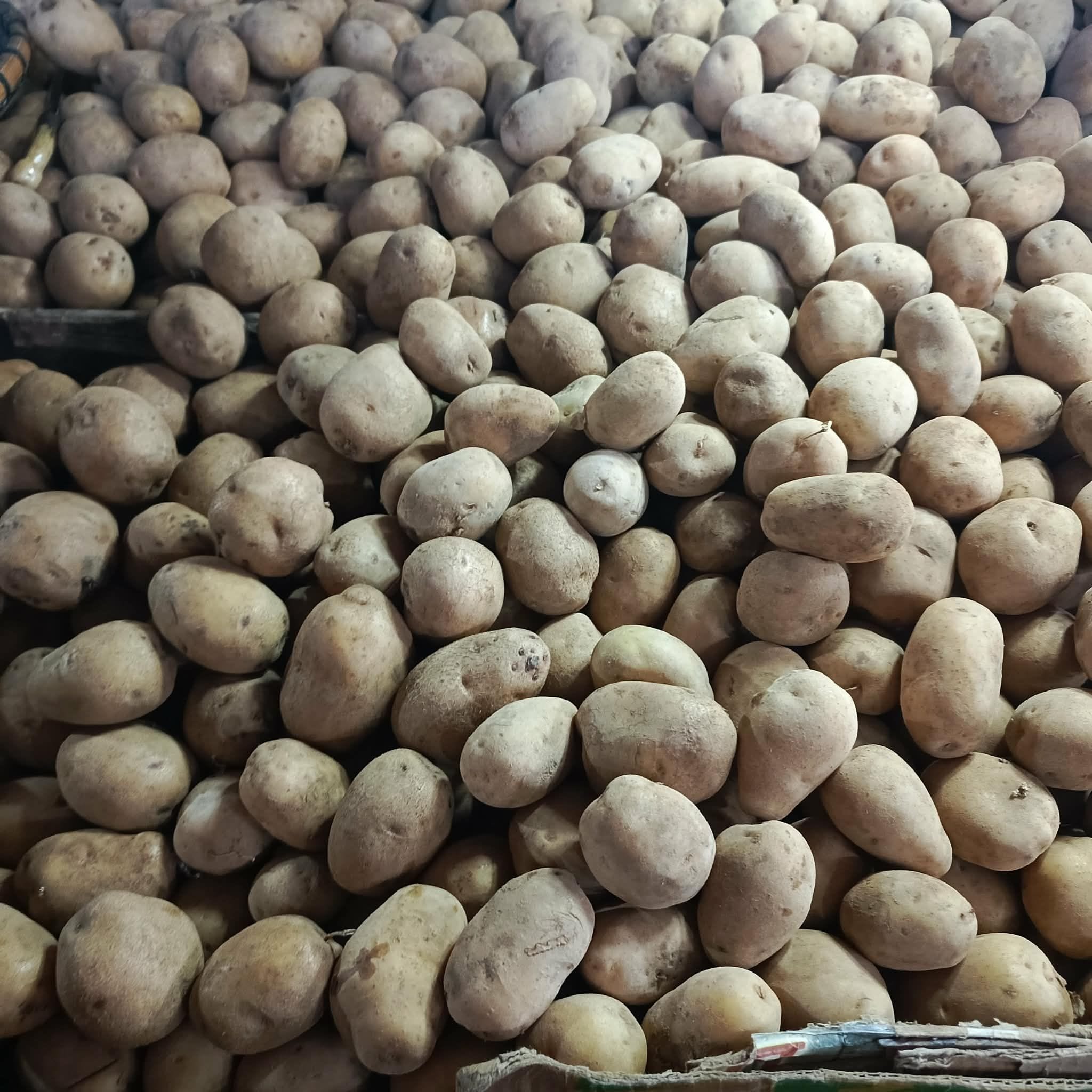 Potato
